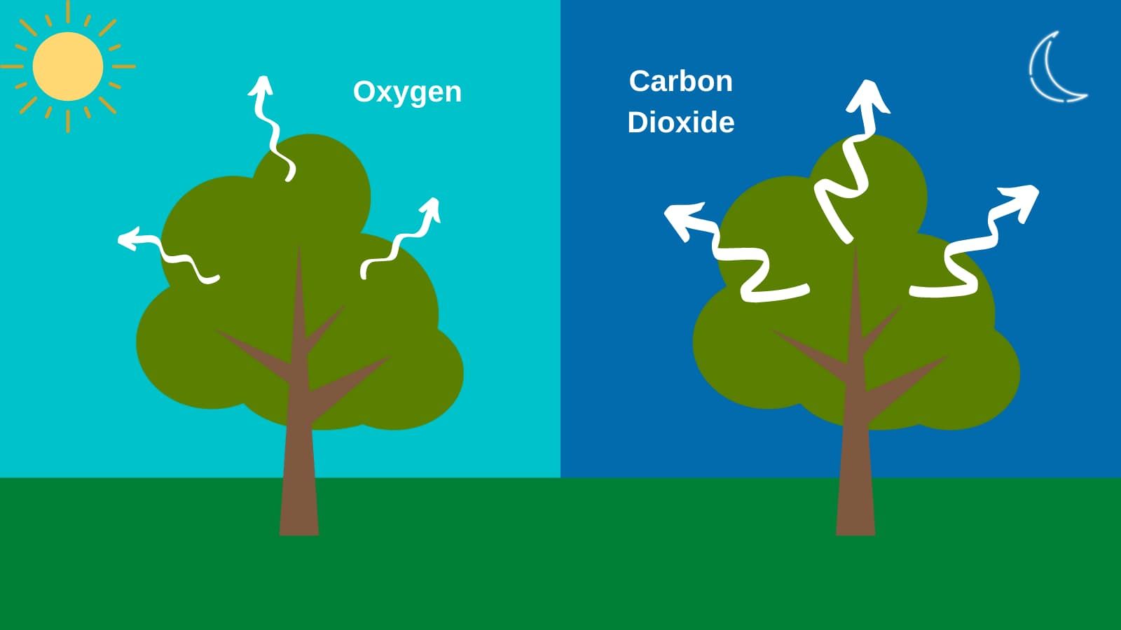 Warm nights without respite accelerates the death of seedlings in a drought