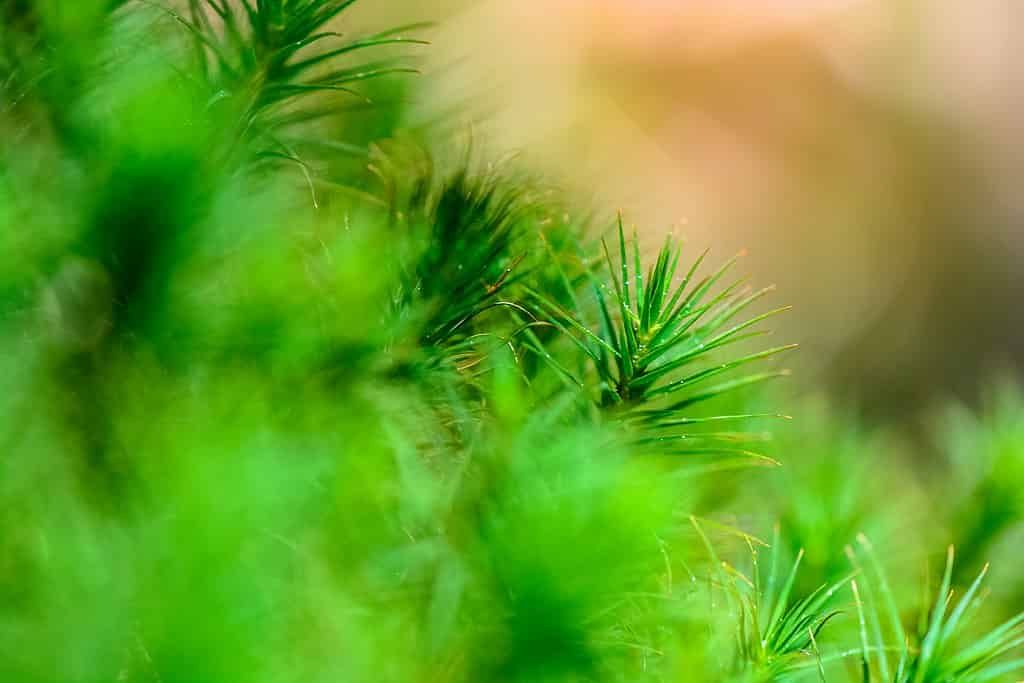 It’s far from certain that peat bogs can continue absorbing carbon dioxide at current rates