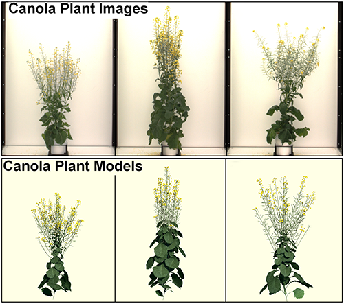 Sample canola plants with contrasting architectures (top) and their calibrated models (bottom).