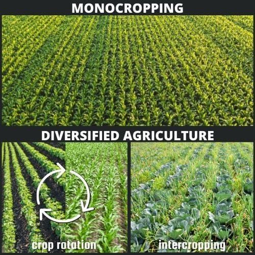monocropping and diversified cropping examples (crop rotation and intercropping)