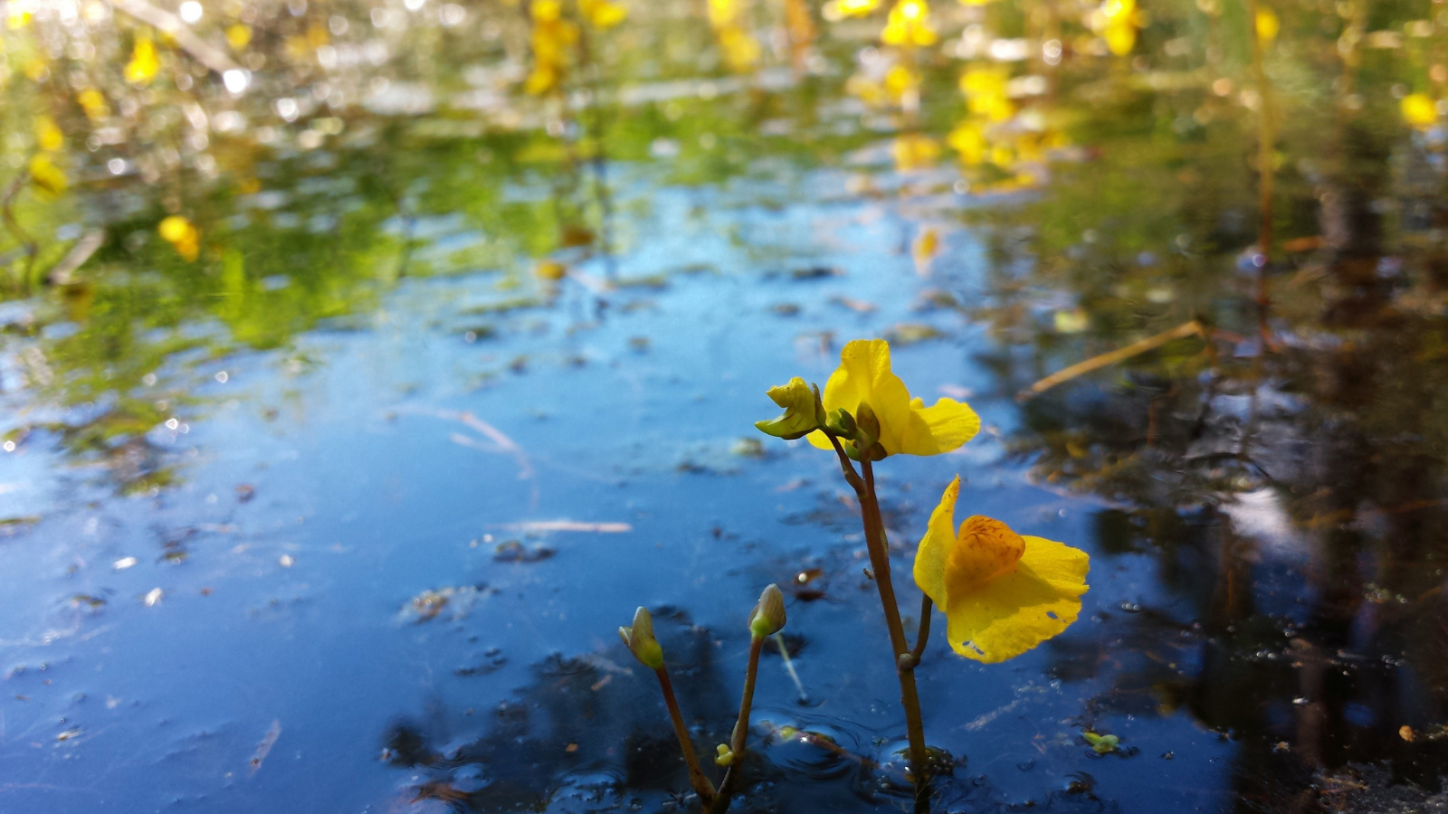 An unexpected killer lurks deep in Italian lakes