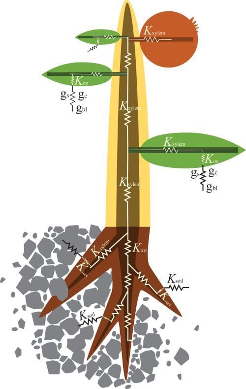 Scheme of water flowing through a plant: (1) from the soil towards the root surface, (2) from the root surface to the xylem,