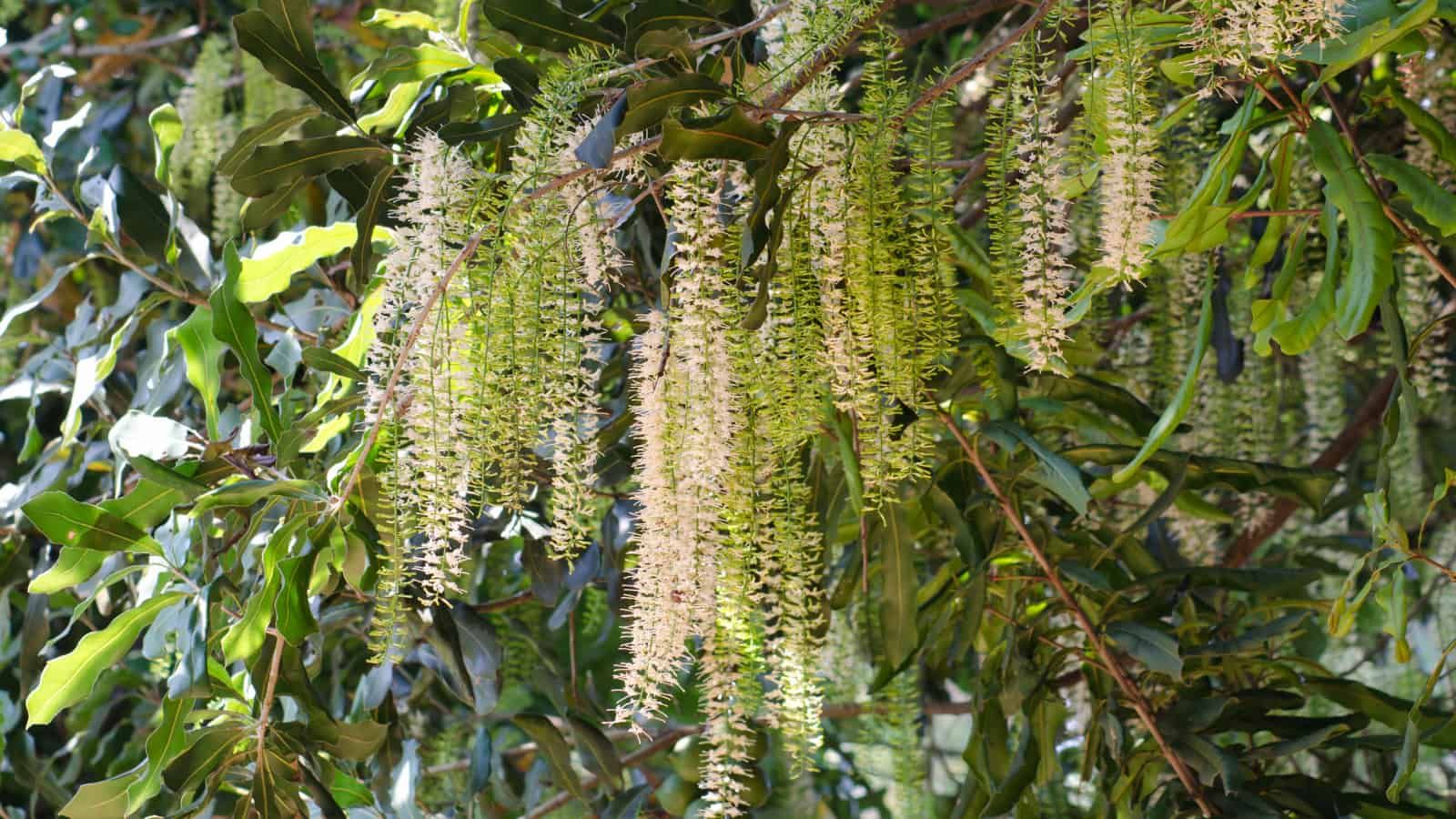 With hundreds of thousands of flowers, macadamia can be limited by not getting enough pollen