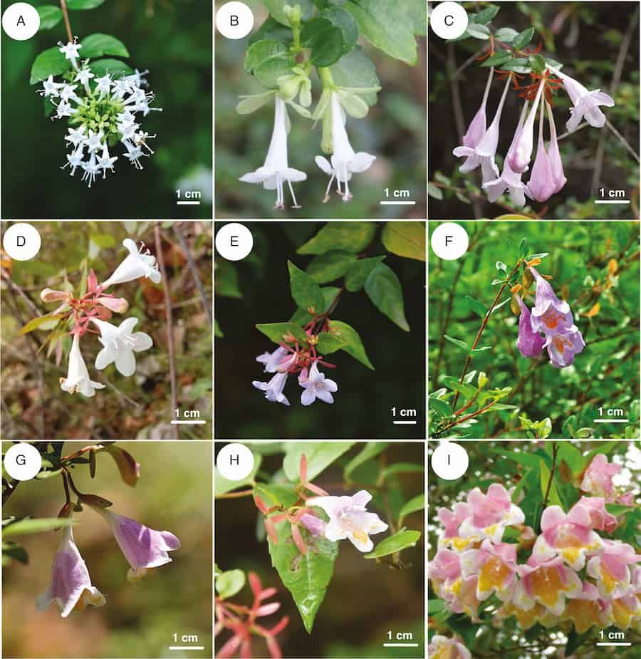 Phylogenomische Analysen der ostasiatischen endemischen Abelia