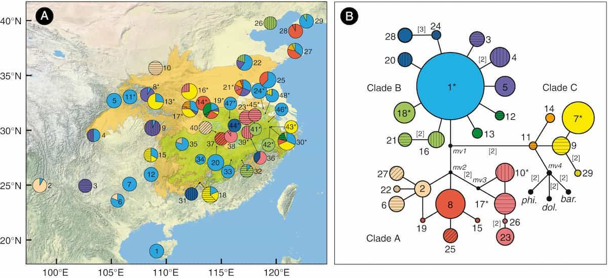 Botanists find the effects of ancient climates in the modern genomes of two closely related oak species