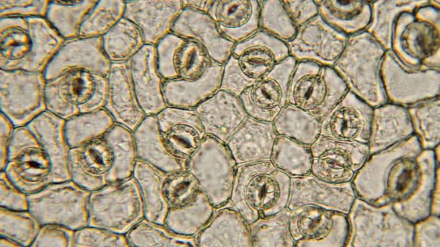 Die unterirdische Hydraulik steuert den Verschluss der Stomata