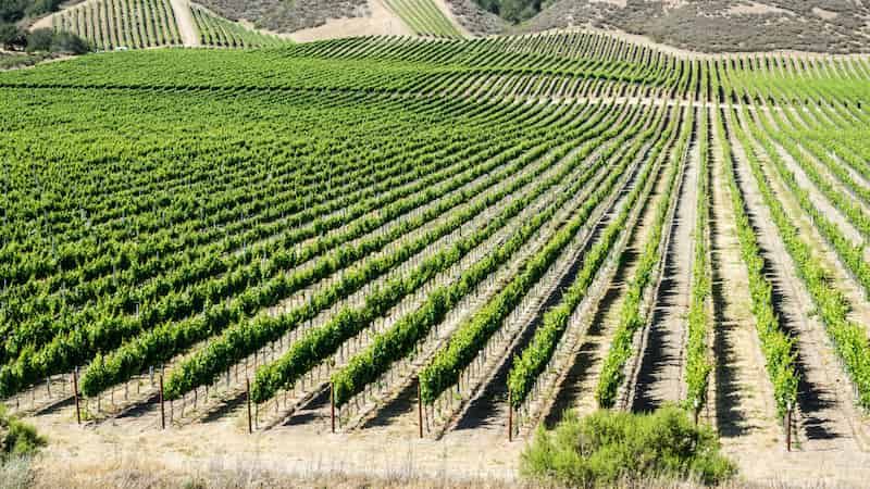 Wurzelwasserverhältnisse und Trockenheitstoleranz