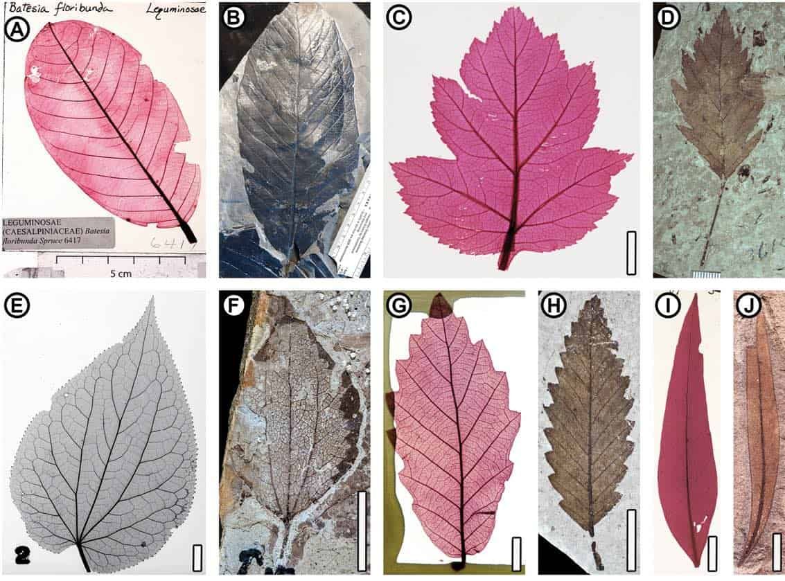 New Leaf Database Could Help Identify Extinct Plants