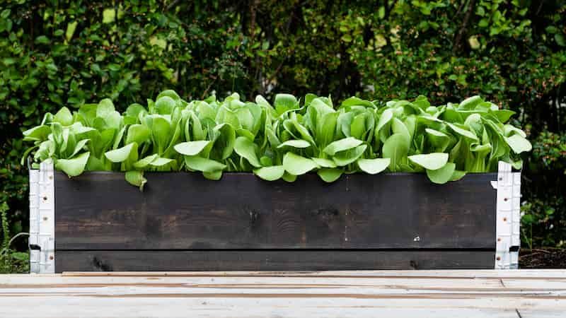 Study in Sydney reveals that preserving pollination is more complex than boosting bees