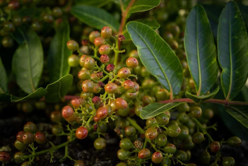 Phylogeographie des invasiven brasilianischen Pfefferbaums in Südafrika