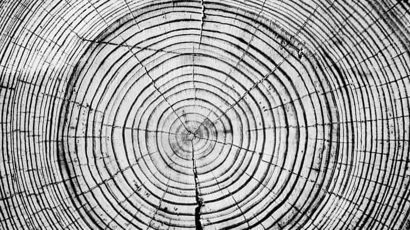 Changing seasons change tree growth, changing carbon sequestration by forests