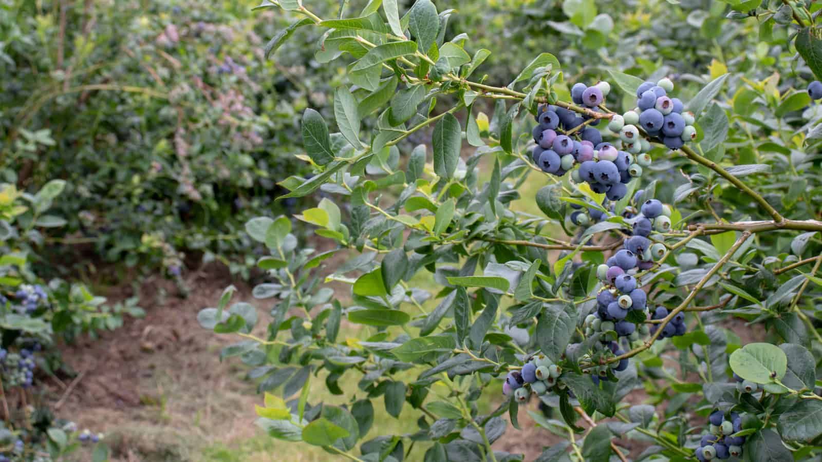 You can protect blueberries from cold with some help from the Antarctic