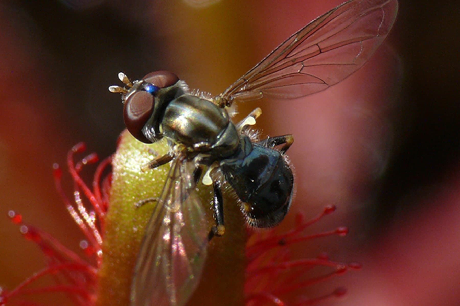 Toxomerus basalis: The fly that uses a killer as a babysitter
