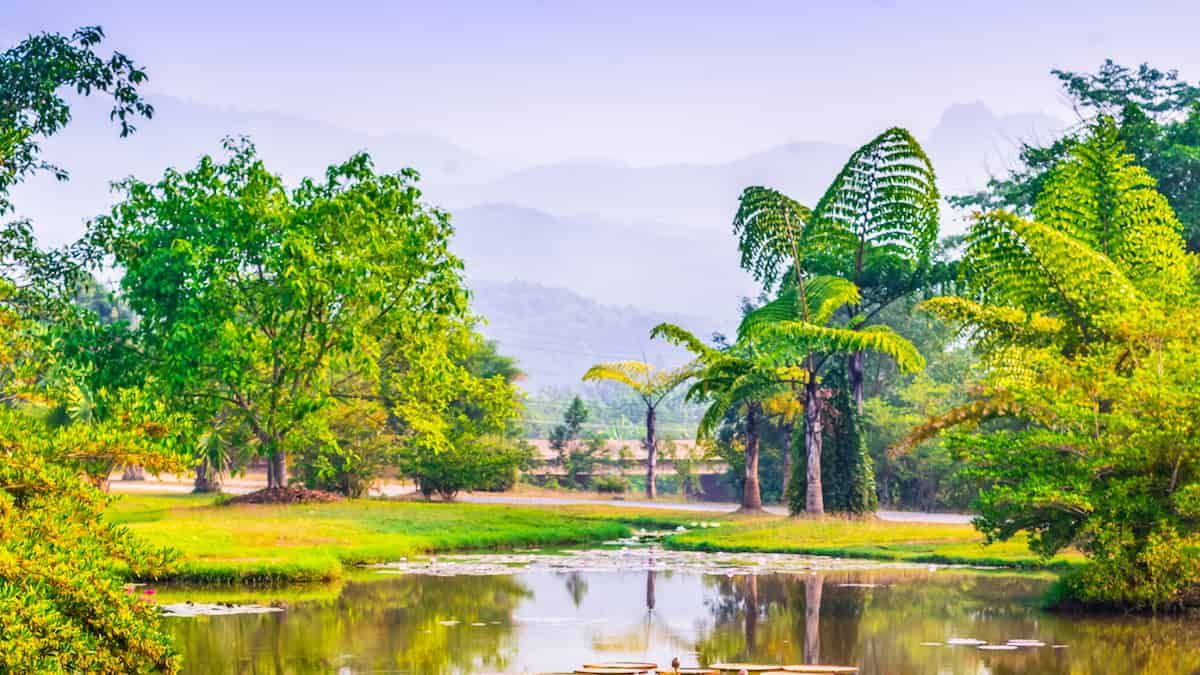 Hay más en las espinas de los árboles de lo que se pensaba al principio