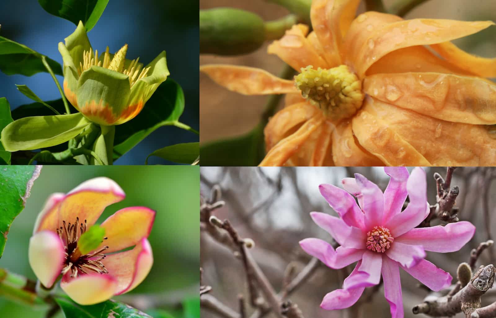 Leçons des magnolias sur les événements climatiques passés et l'évolution des plantes
