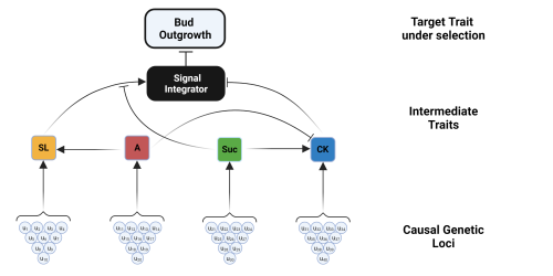 A flow diagram with three horizontal levels. The bottom level is causal genetic loci listing 4 genes for each intermediate tr