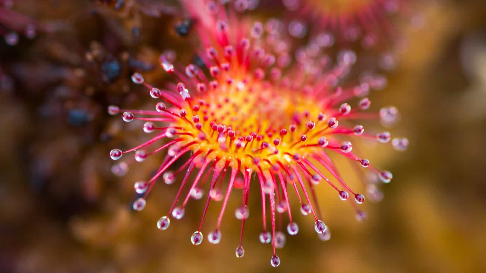 It’s not too late to save the carnivorous plants of Janggun wetland