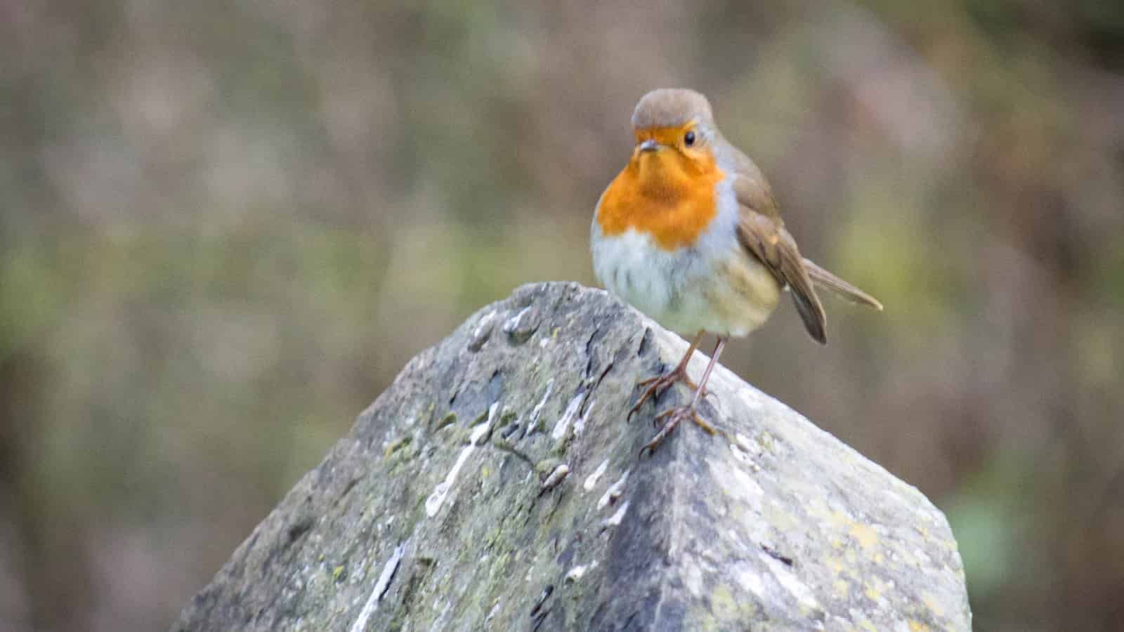 Ecologists discover a place for the dead in graveyards