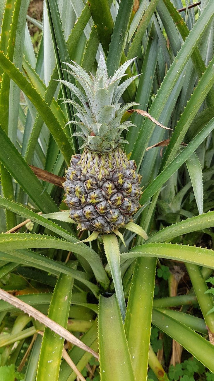 photo of green pineapple fruit of a plant