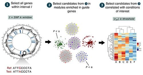 A flow diagram showing the three sequential steps of cageminer candidate gene prioritization. In the first step, all genes wi