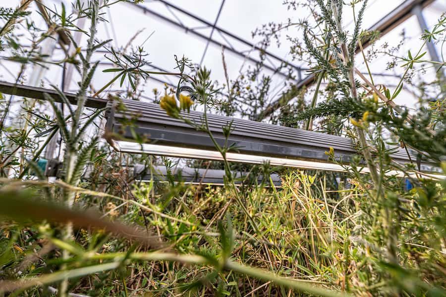 The importance of light for grassland plant diversity