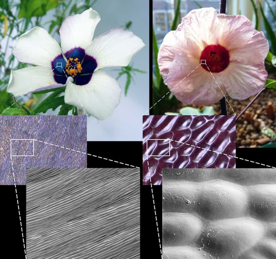 Attracting bees is not always a smooth process for plants