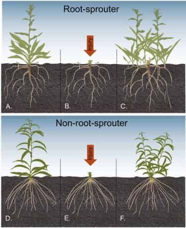 When you don’t kill weeds you teach them how to survive