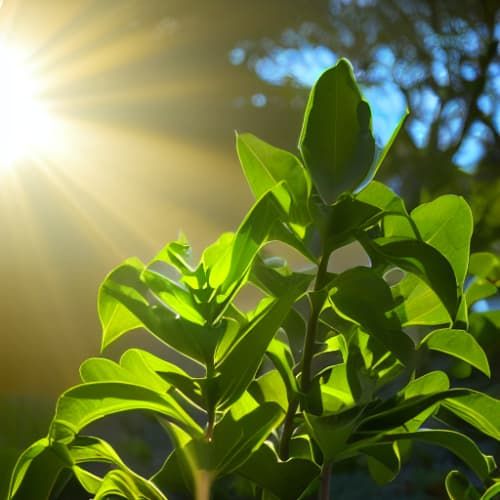 Why is active carbon storage being ignored by modelers?