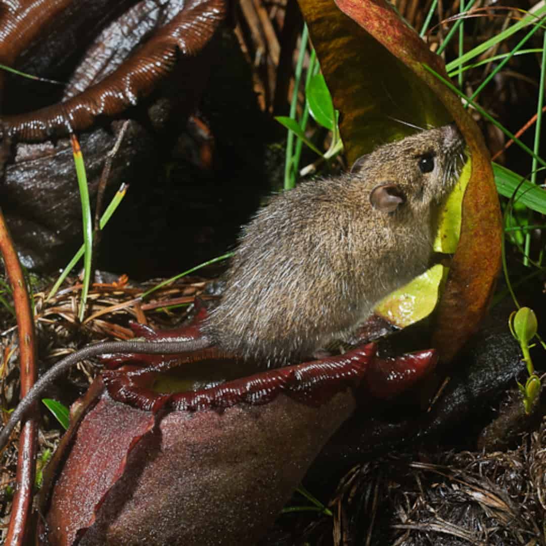 Success tastes like something else for a high-altitude pitcher plant