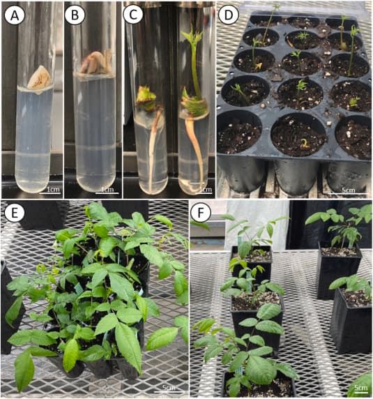 Botanists find a cool way to preserve an endangered plant’s seeds