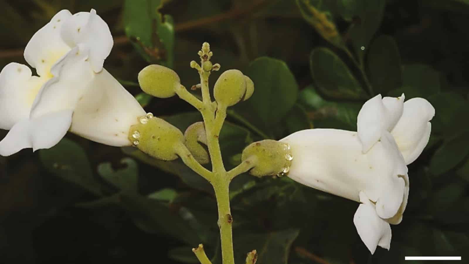 The plant that has a nectar menu to prevent unwanted visitors from interfering with pollination