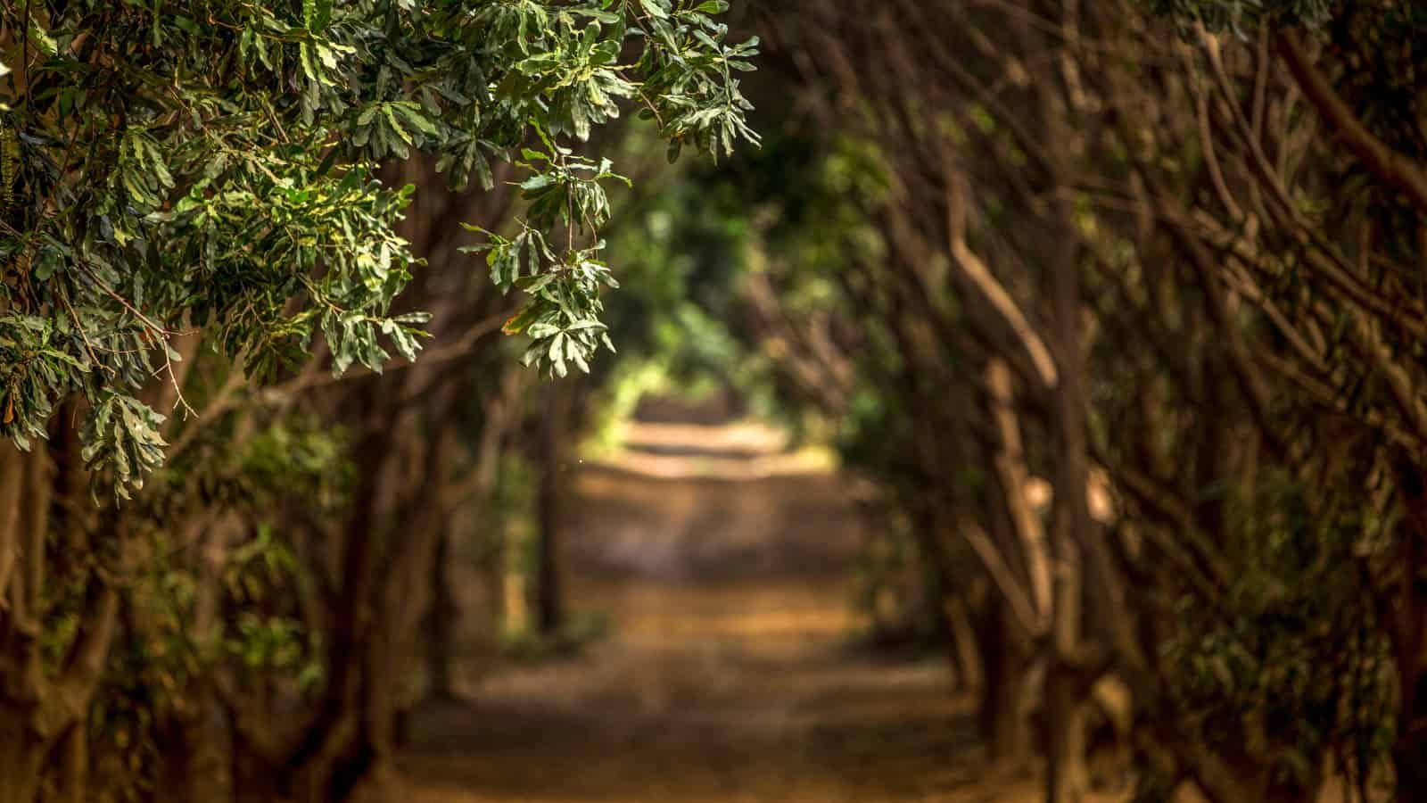 Smart Orchards aid the messy business of pollination