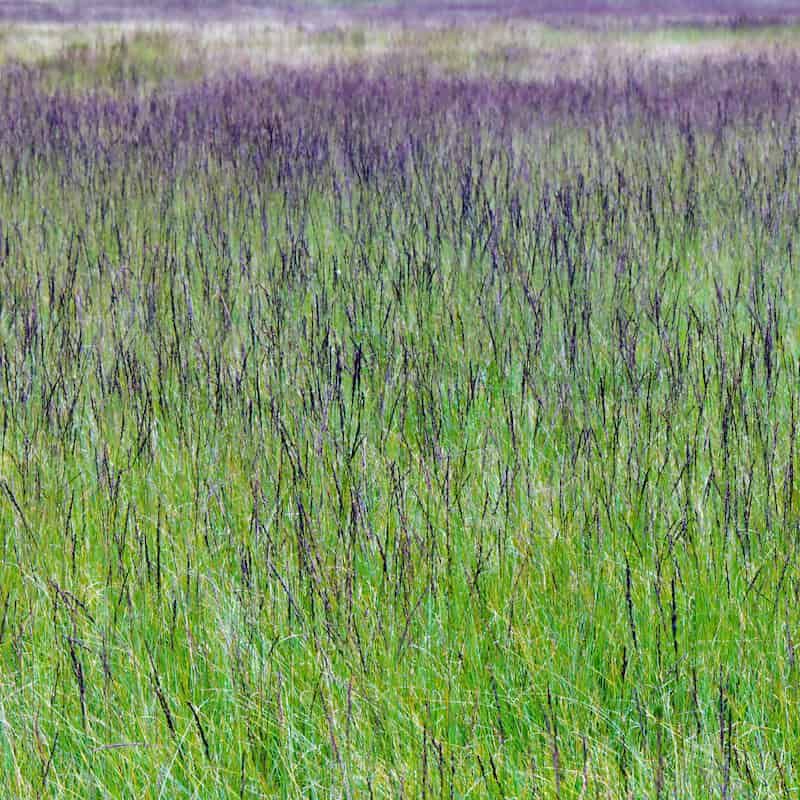 Purple Moor Grass prevents Oaks from getting help finding nutrients