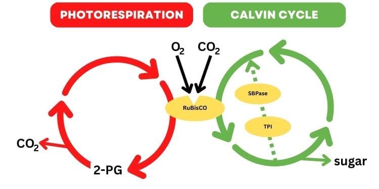 Is photorespiration necessary for photosynthesis?