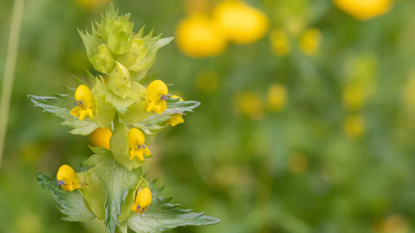 Botanists find out why Yellow Rattle is so good at robbing so many different plants of their nutrients