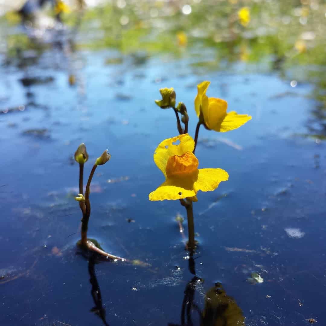 Set a killer to catch a killer?