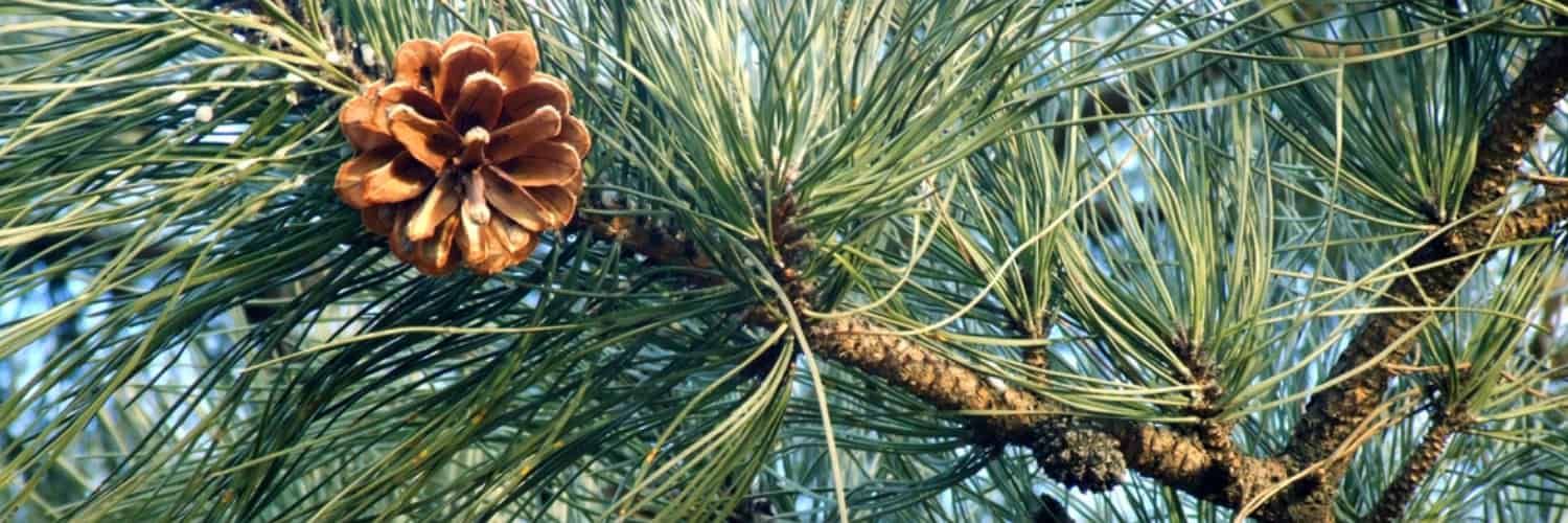 A cone and branch of a Chinese Pine.