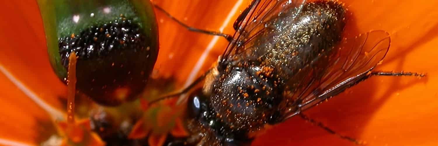 Una margarita naranja con un primer plano de una mosca macho con polen esparcido por todo el cuerpo. A la izquierda, lo que podría parecer una mosca hembra.