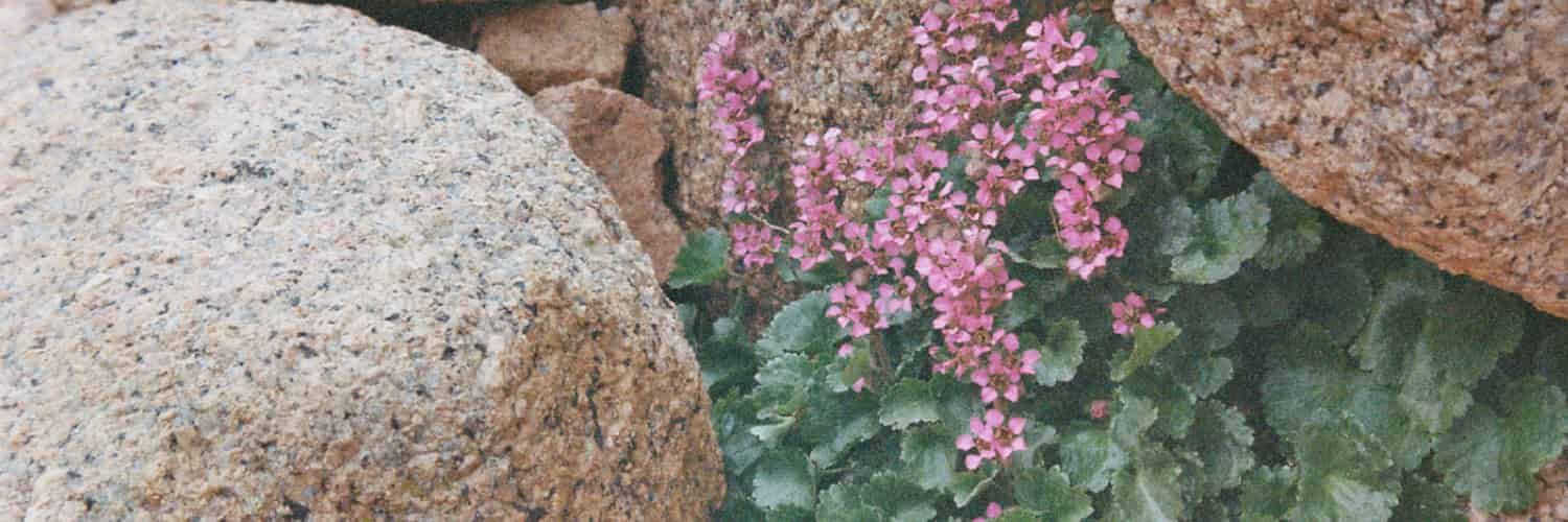 Telesonix jamesii in a rock crevice