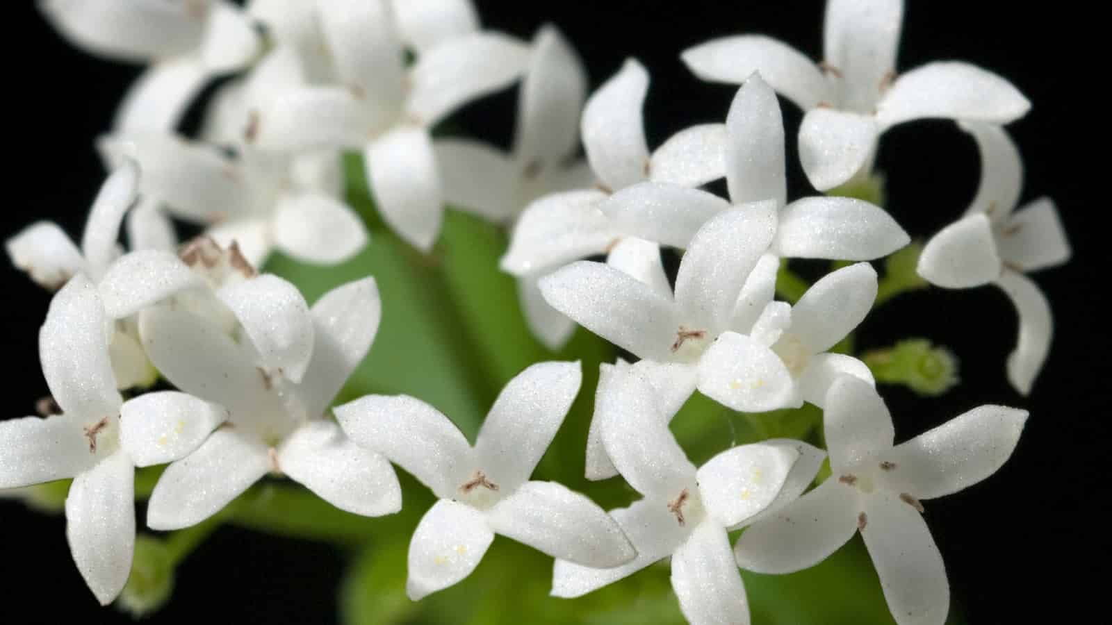White flowers of Galium odoratum