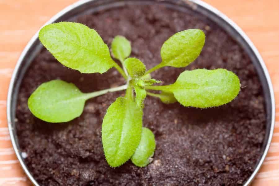 A single Arabidopsis plant in a pot.