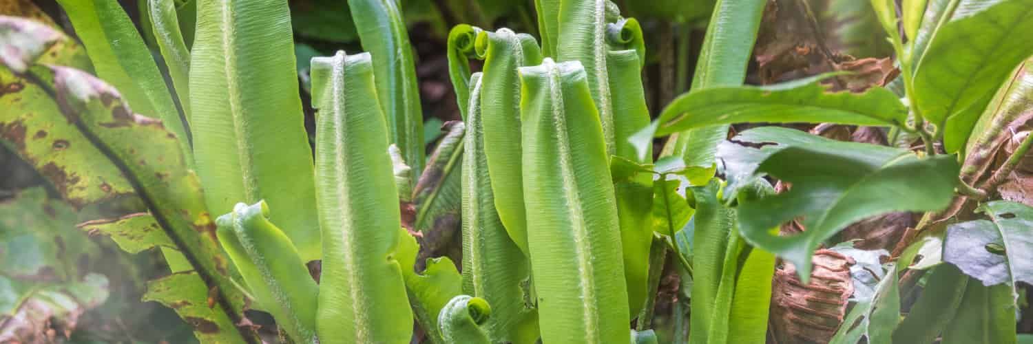 Fronds of Hart's-tongue fern together.