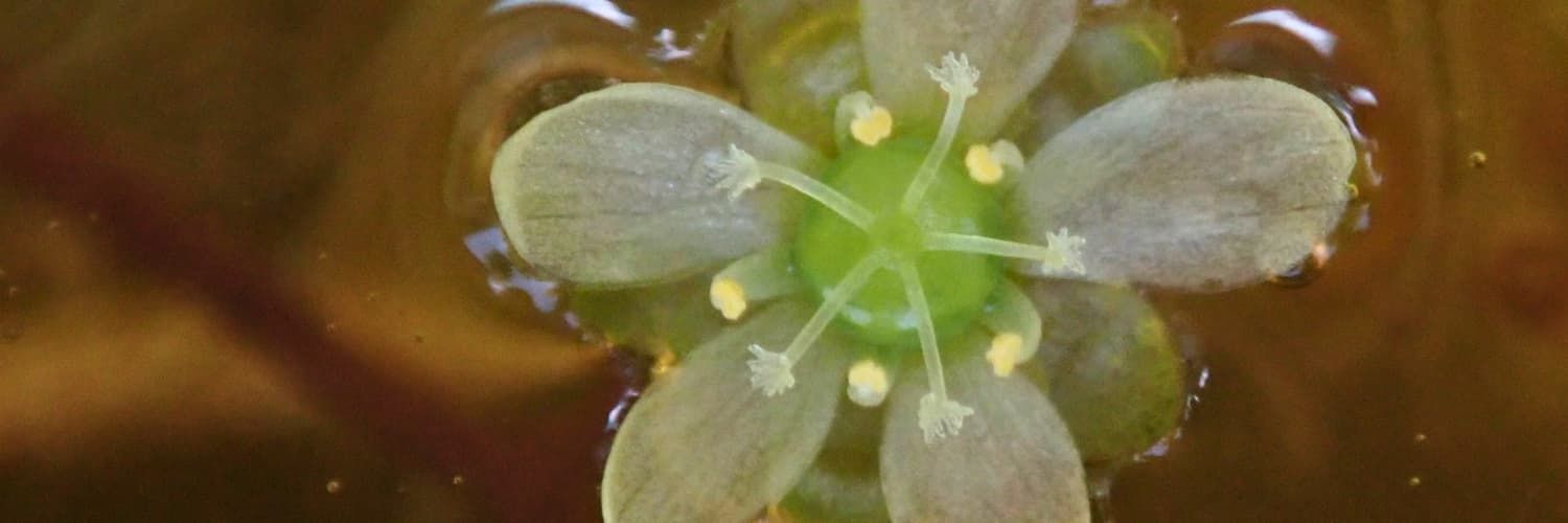A close-up top-down view of a five-petalled flower with white leaves just above the water.