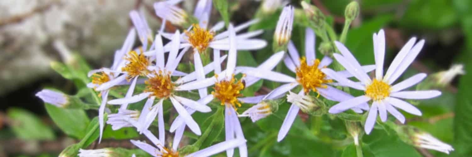 Una flor con aspecto de margarita, con pétalos muy largos y estrechos, que puede venir en parejas.