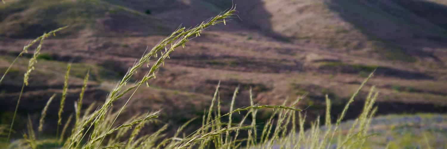 Grass against the background of a distant landscape.