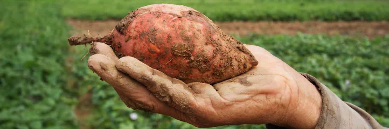 An earth-crusted hand holding a sweet potato