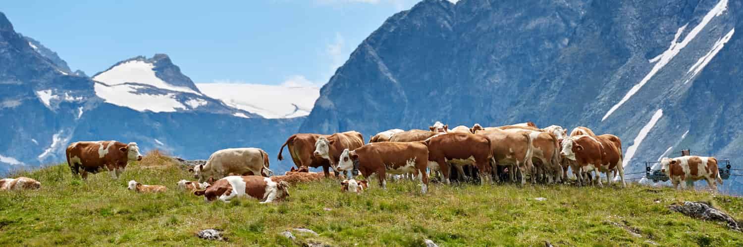 Brown cows on green grass against a background of grey-blue mountains. This should feel like a brisk summer high in the Alps,