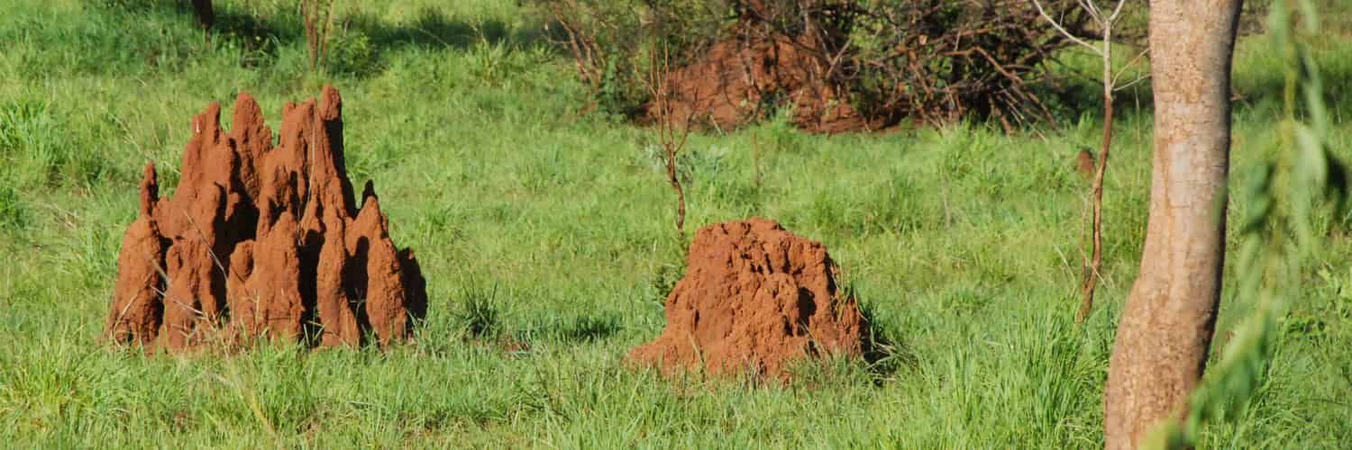 Photo of termite mounds in grasslands