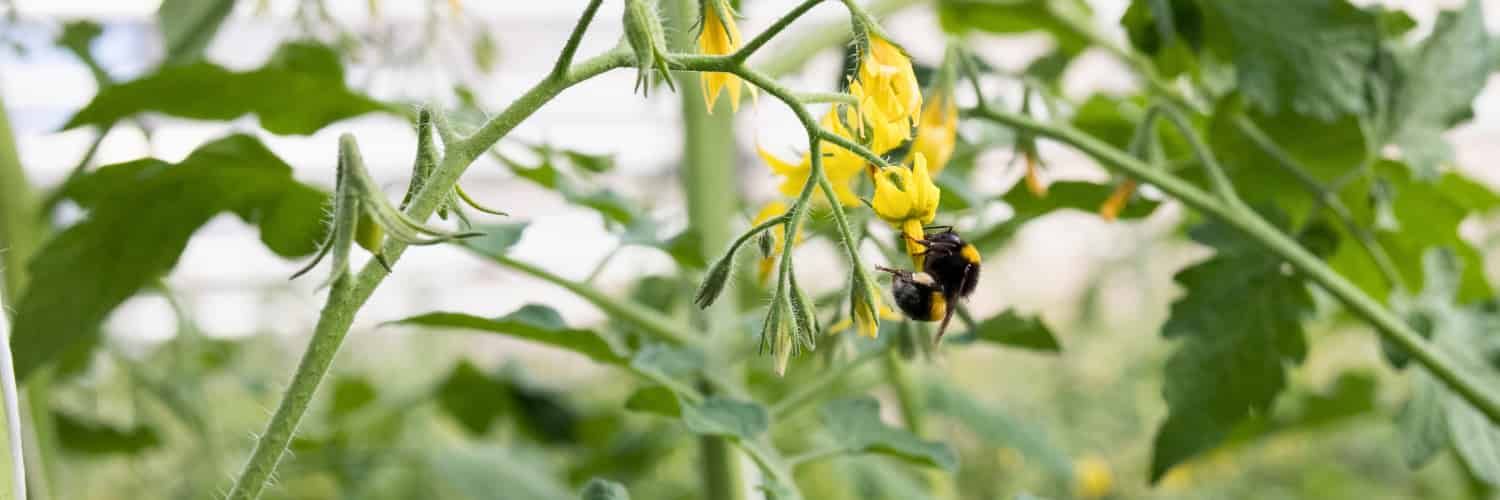 A bumblebee hanging on to a tomato flower to pollinate it.