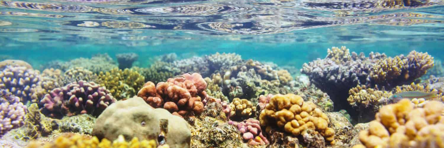 A tropical coral reef